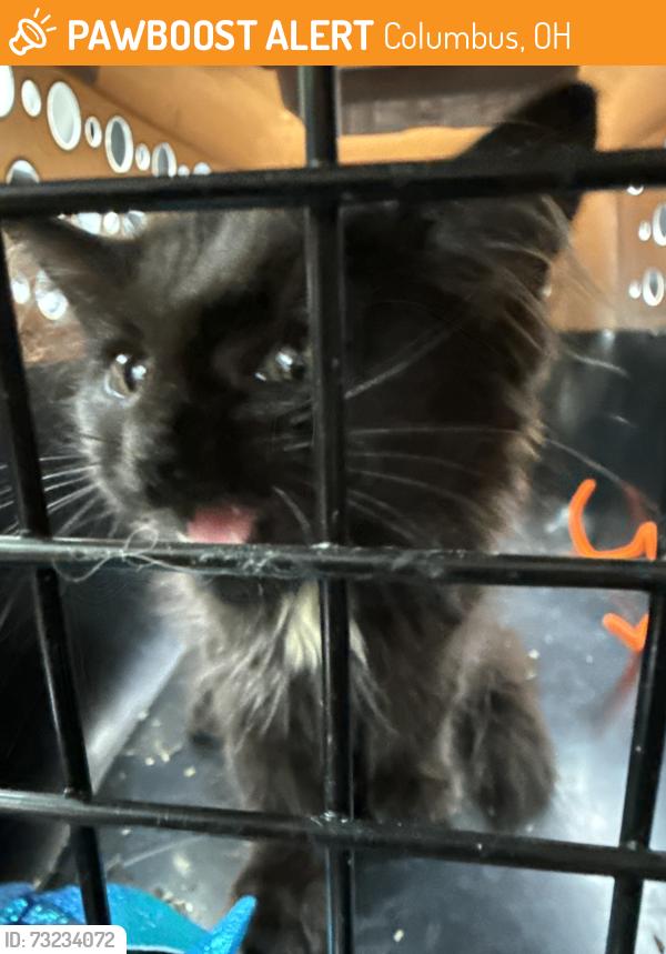 Found/Stray Female Cat last seen Near the ortho center and construction site, Columbus, OH 43203