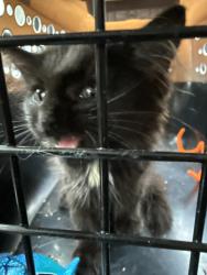 Found/Stray Female Cat last seen Near the ortho center and construction site, Columbus, OH 43203