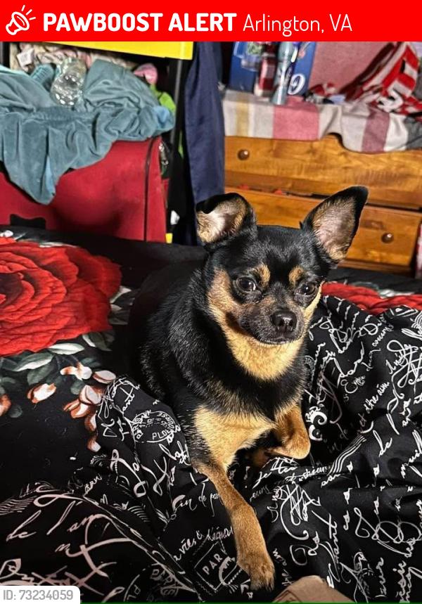 Lost Male Dog last seen Sunoco, Arlington, VA 22204