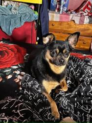 Lost Male Dog last seen Sunoco, Arlington, VA 22204