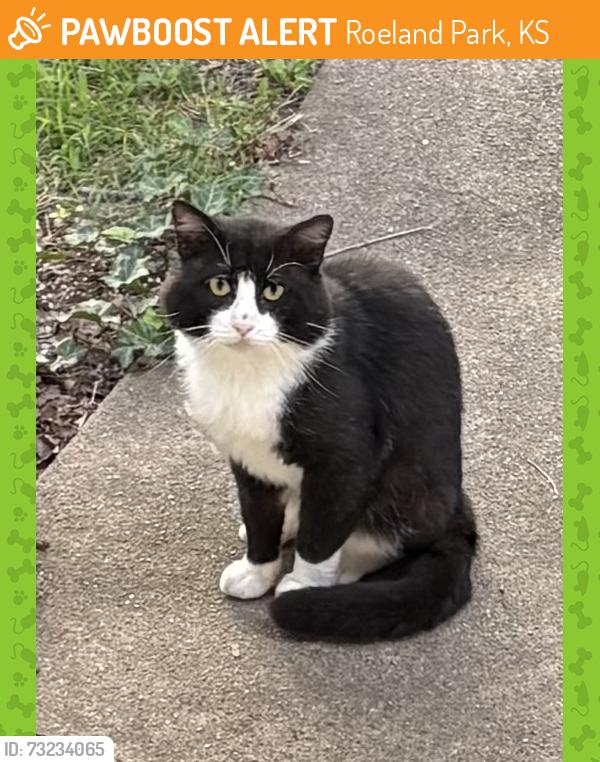 Found/Stray Unknown Cat last seen 52nd Terr and Catalina, Roeland Park, KS 66205