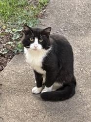 Found/Stray Unknown Cat last seen 52nd Terr and Catalina, Roeland Park, KS 66205