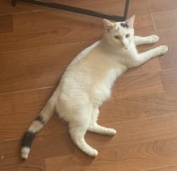 Reunited Female Cat last seen 8th Avenue Lowell, Lowell, MA 01854