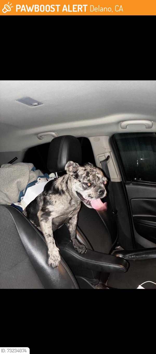 Found/Stray Female Dog last seen High Street, Delano, CA 93215