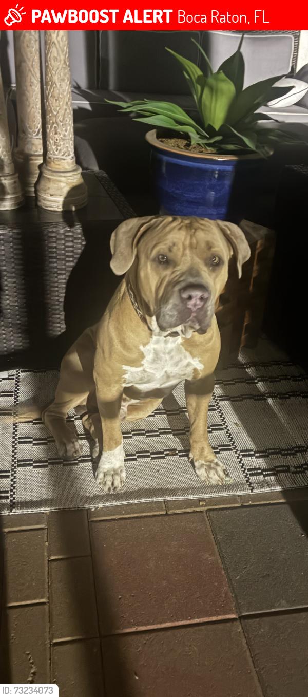 Lost Male Dog last seen Old pump hse rd, Boca Raton, FL 33498