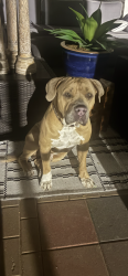 Lost Male Dog last seen Old pump hse rd, Boca Raton, FL 33498