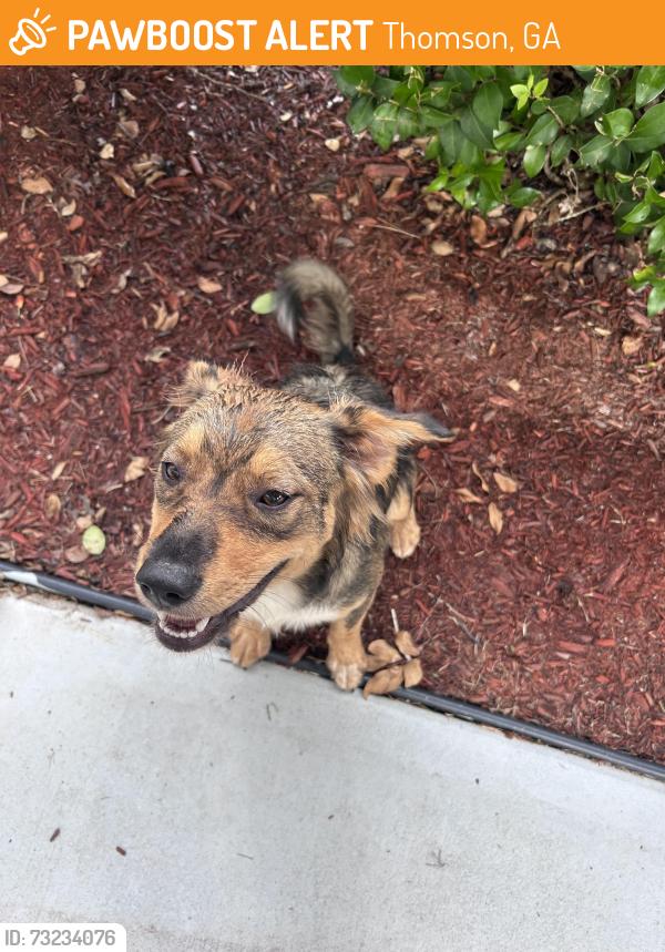Found/Stray Unknown Dog last seen Jackson st Thomson GA, Thomson, GA 30824