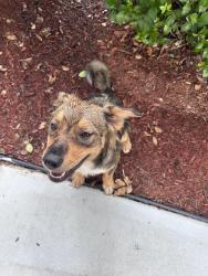 Found/Stray Unknown Dog last seen Jackson st Thomson GA, Thomson, GA 30824