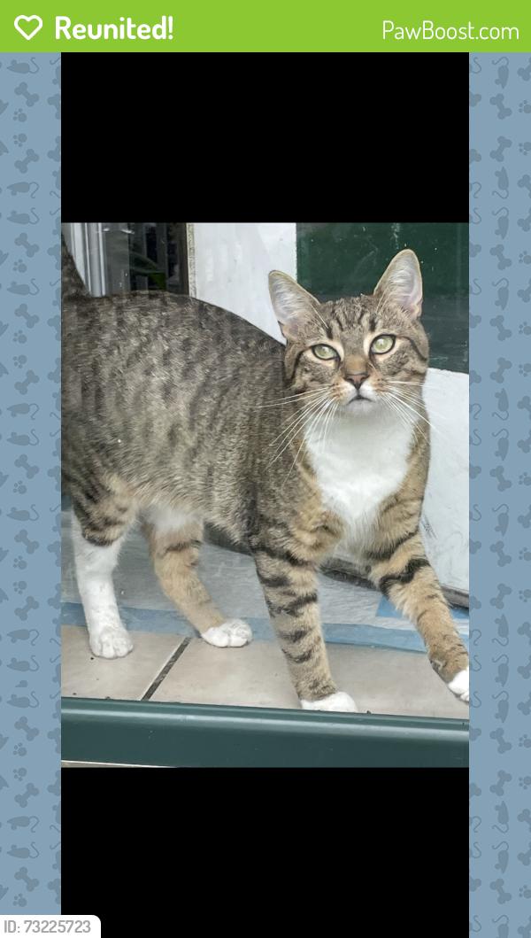 Reunited Male Cat last seen Highland Ave and Sunny Side Ave, Waterbury, CT 06708