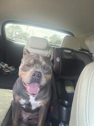 Reunited Male Dog last seen Se 11th ave, Cape Coral, FL 33990