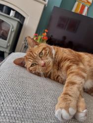 Lost Male Cat last seen Guided busway, Tyldesley, England M29 8NL