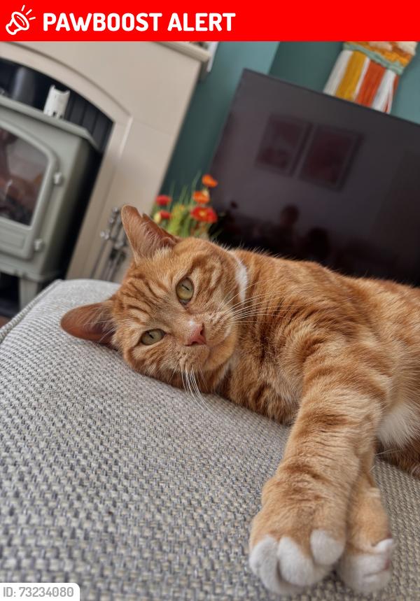Lost Male Cat last seen Guided busway, Tyldesley, England M29 8NL