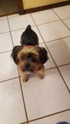 Reunited Male Dog last seen Glade & Hurstview, Hurst, TX 76054