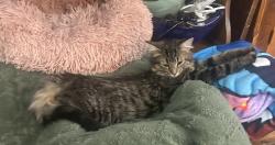 Lost Female Cat last seen Rue Saint-Louis, Saint-Rémi, QC J0L 2L0