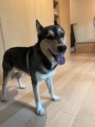 Reunited Male Dog last seen Near Judy Ln, Front Royal, VA, Front Royal, VA 22630