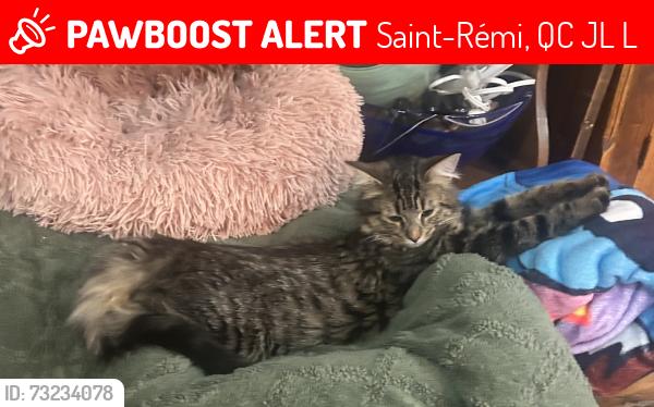 Lost Female Cat last seen Rue Saint-Louis, Saint-Rémi, QC J0L 2L0