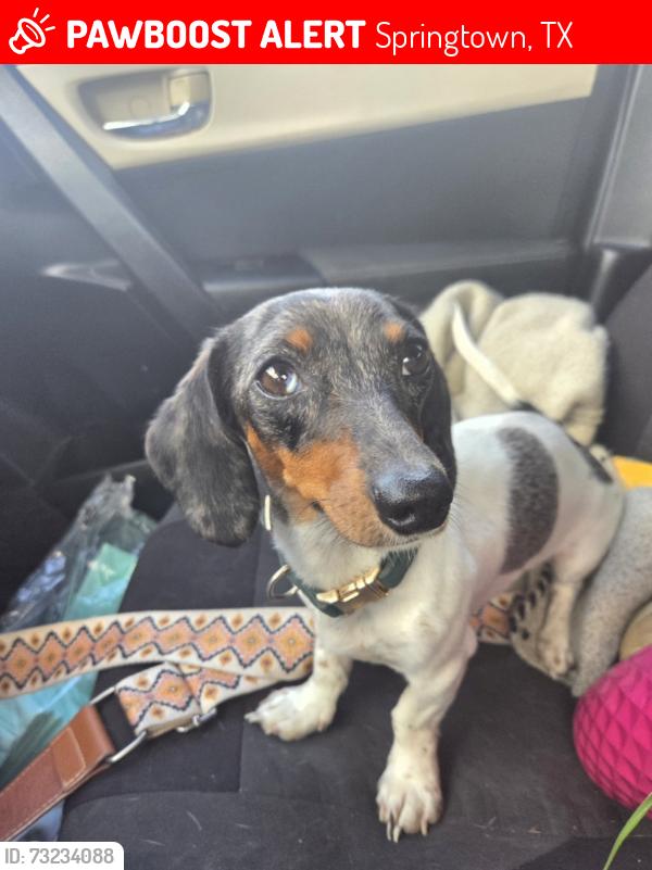 Lost Female Dog last seen Valley meadows dr, Springtown, TX 76082