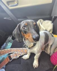 Lost Female Dog last seen Valley meadows dr, Springtown, TX 76082