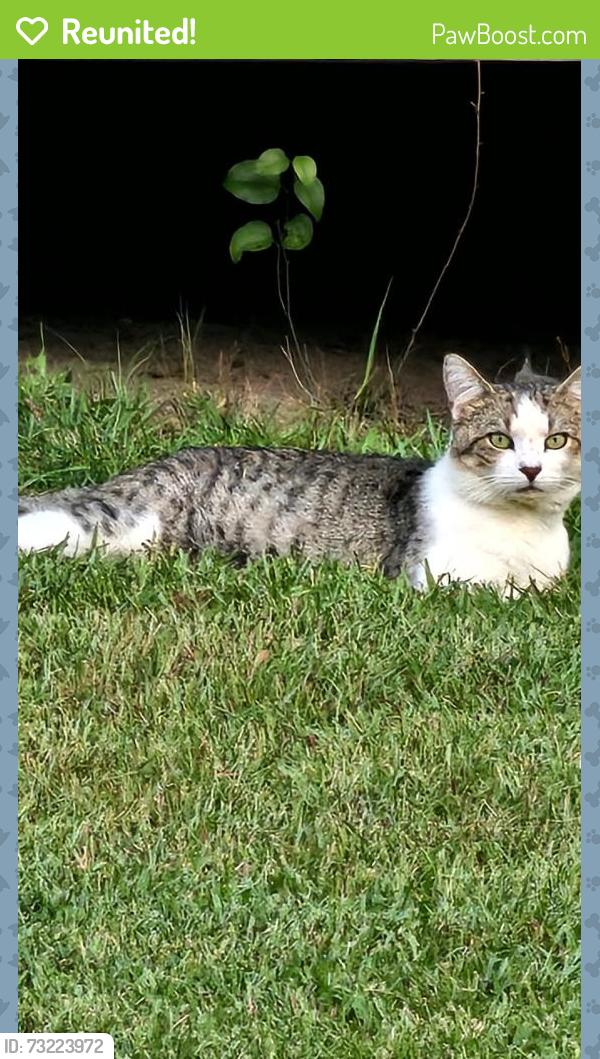 Reunited Male Cat last seen Rufus Johnson and Chickenfoot, Chicken Foot Rd, NC 28384