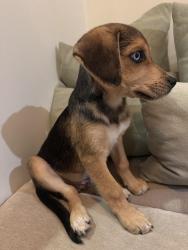 Reunited Male Dog last seen Near Judy Lane, Front Royal, VA, Front Royal, VA 22630