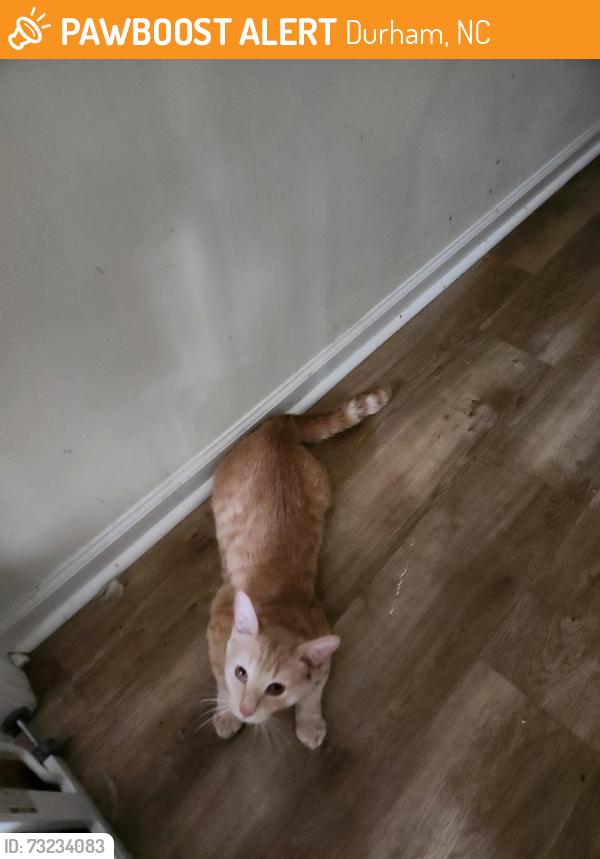 Found/Stray Male Cat last seen Near LICK CREEK LANE, Durham, NC 27703