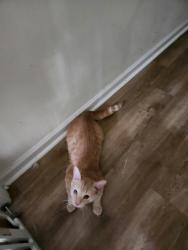 Found/Stray Male Cat last seen Near LICK CREEK LANE, Durham, NC 27703
