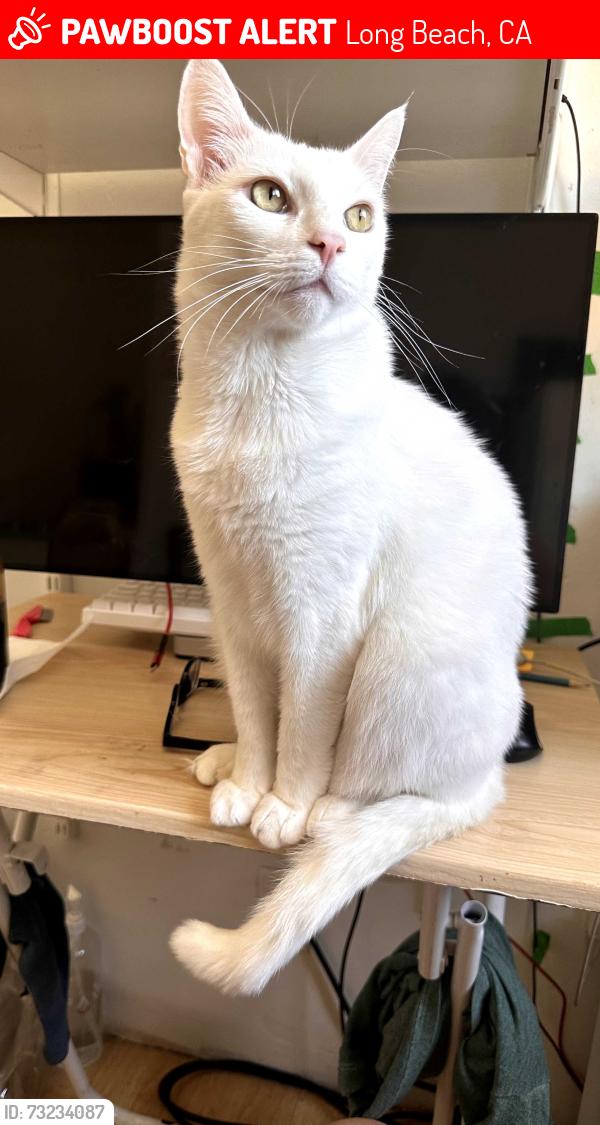 Lost Male Cat last seen Orange Ave. / Plymouth St., Long Beach, CA 90805