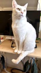 Lost Male Cat last seen Orange Ave. / Plymouth St., Long Beach, CA 90805
