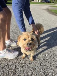 Reunited Male Dog last seen Elon and Joyner, Spring Hill, FL 34608