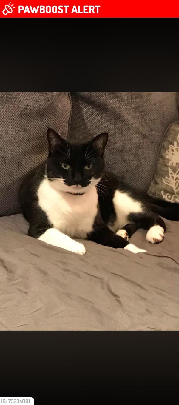 Lost Female Cat last seen Heath Road, Fordham Heath, England CO3 9TX
