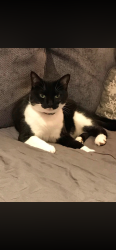 Lost Female Cat last seen Heath Road, Fordham Heath, England CO3 9TX