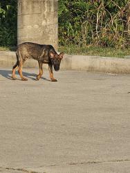 Found/Stray Unknown Dog last seen In the ExxonMobil gas station parking lot towards the back near the wooded area, Montgomery, TX 77316