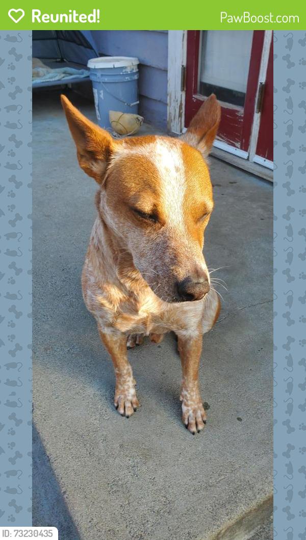 Reunited Male Dog last seen Linwood and Magnolia, Riverside, CA 92506
