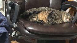 Lost Male Cat last seen Green meadows rd or pump hse rd in rockwood, Rockwood, TN 37854