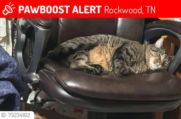 Lost Male Cat last seen Green meadows rd or pump hse rd in rockwood, Rockwood, TN 37854