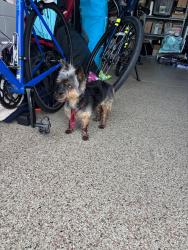Reunited Male Dog last seen Trapped Rd and Caplock Drive, Orlando, FL 32837