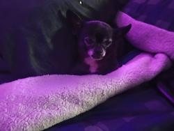Lost Male Dog last seen Near Kenneth Ave, Fair Oaks, CA 95628