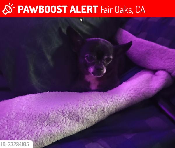 Lost Male Dog last seen Near Kenneth Ave, Fair Oaks, CA 95628