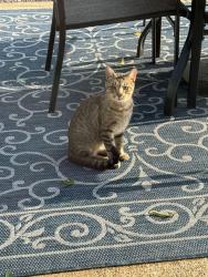 Found/Stray Male Cat last seen Boyd and Crescent, Valley Park, MO 63088