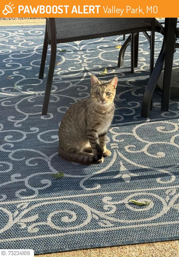 Found/Stray Male Cat last seen Boyd and Crescent, Valley Park, MO 63088