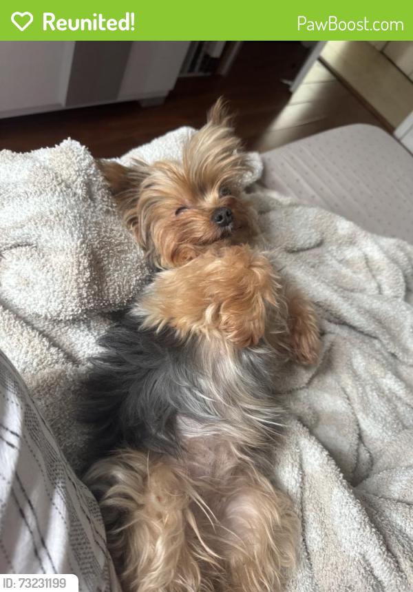 Reunited Female Dog last seen Near SW 108th Terrace, Miami, FL 33186, USA, Miami, FL 33186