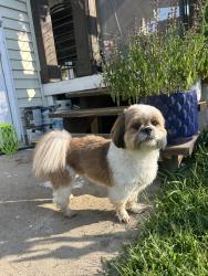 Reunited Male Dog last seen Near Errol lane, Nashville, TN 37209
