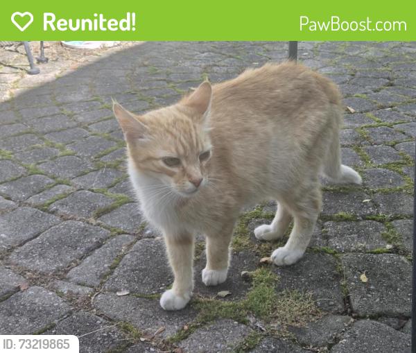 Reunited Male Cat last seen East Lake Rd, Canandaigua NY 14424, Canandaigua, NY 14424