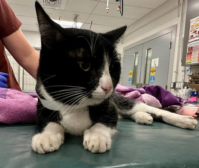 Shelter Stray Male Cat last seen NORTH END, 350 S Huntington Ave, Jamaica Plain, MA 02130, USA