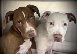 Shelter Stray Male Dog last seen , 3201 Lacy St, Los Angeles, CA 90031, USA