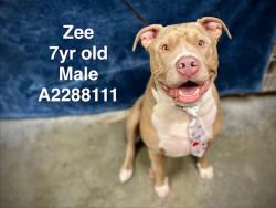 Shelter Stray Male Dog last seen , West Valley Animal Shelter, 20655 Plummer St, Chatsworth, CA 91311, USA