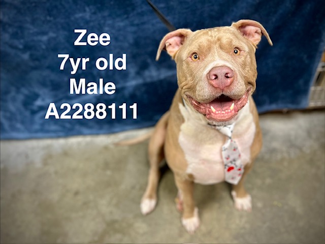 Shelter Stray Male Dog last seen , West Valley Animal Shelter, 20655 Plummer St, Chatsworth, CA 91311, USA
