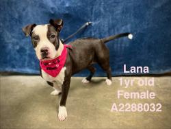 Shelter Stray Female Dog last seen , West Valley Animal Shelter, 20655 Plummer St, Chatsworth, CA 91311, USA