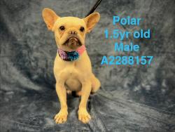 Shelter Stray Male Dog last seen , West Valley Animal Shelter, 20655 Plummer St, Chatsworth, CA 91311, USA