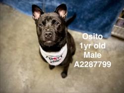 Shelter Stray Male Dog last seen , West Valley Animal Shelter, 20655 Plummer St, Chatsworth, CA 91311, USA